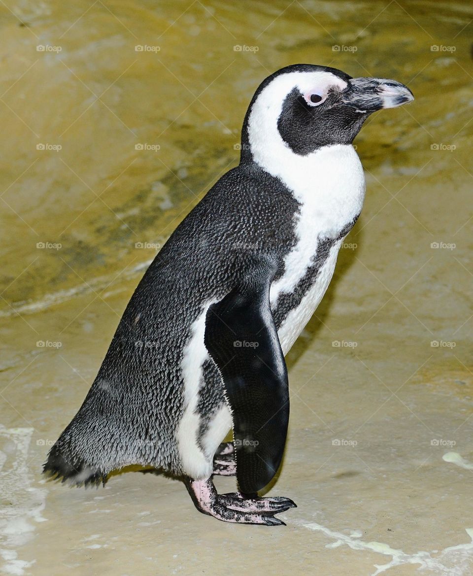 Penguin