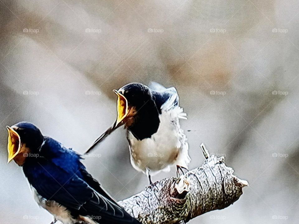 birds photography