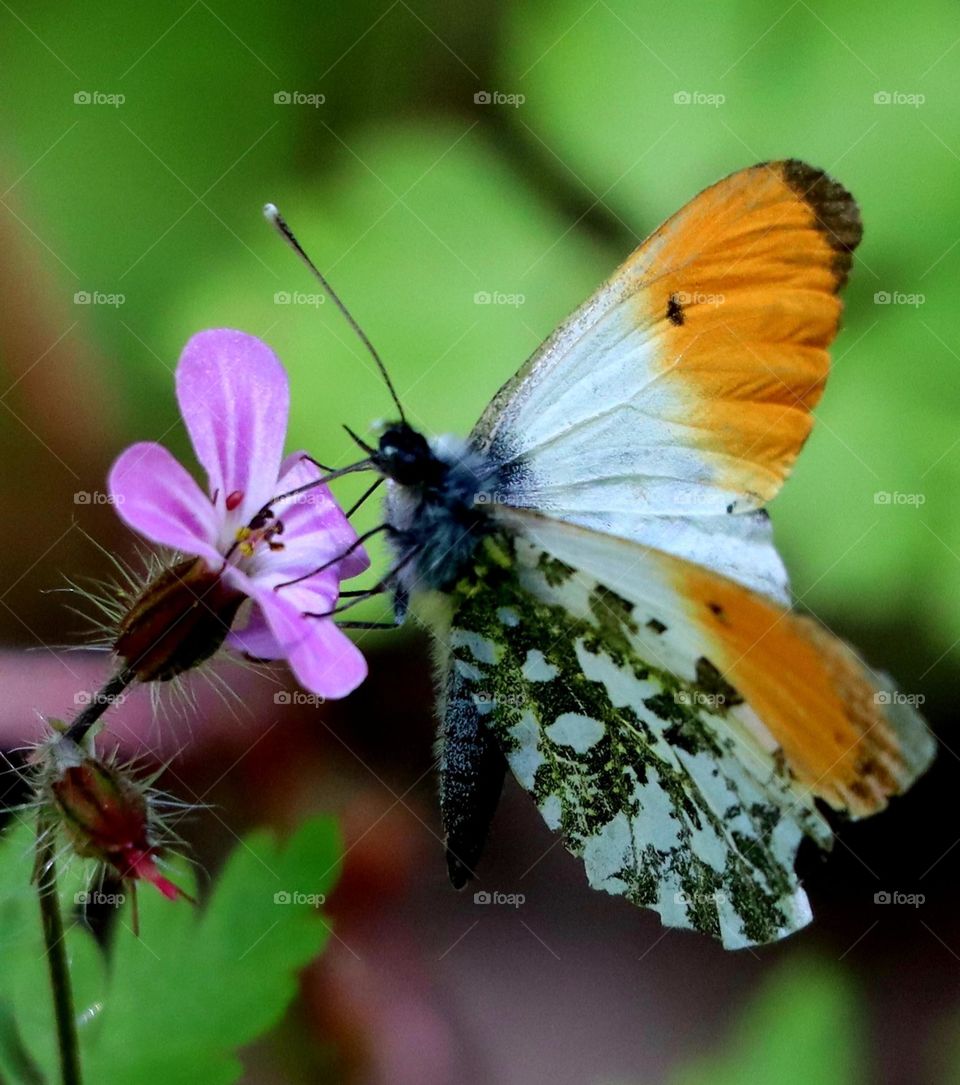 orange Spitzenschmetterling, Butterfly