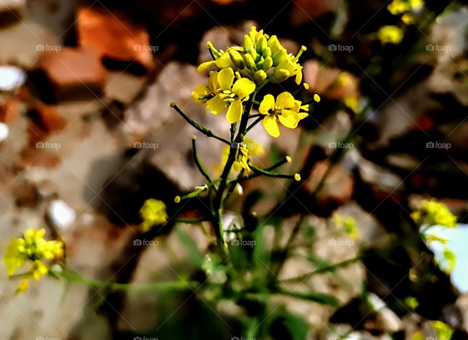 Mustard flower