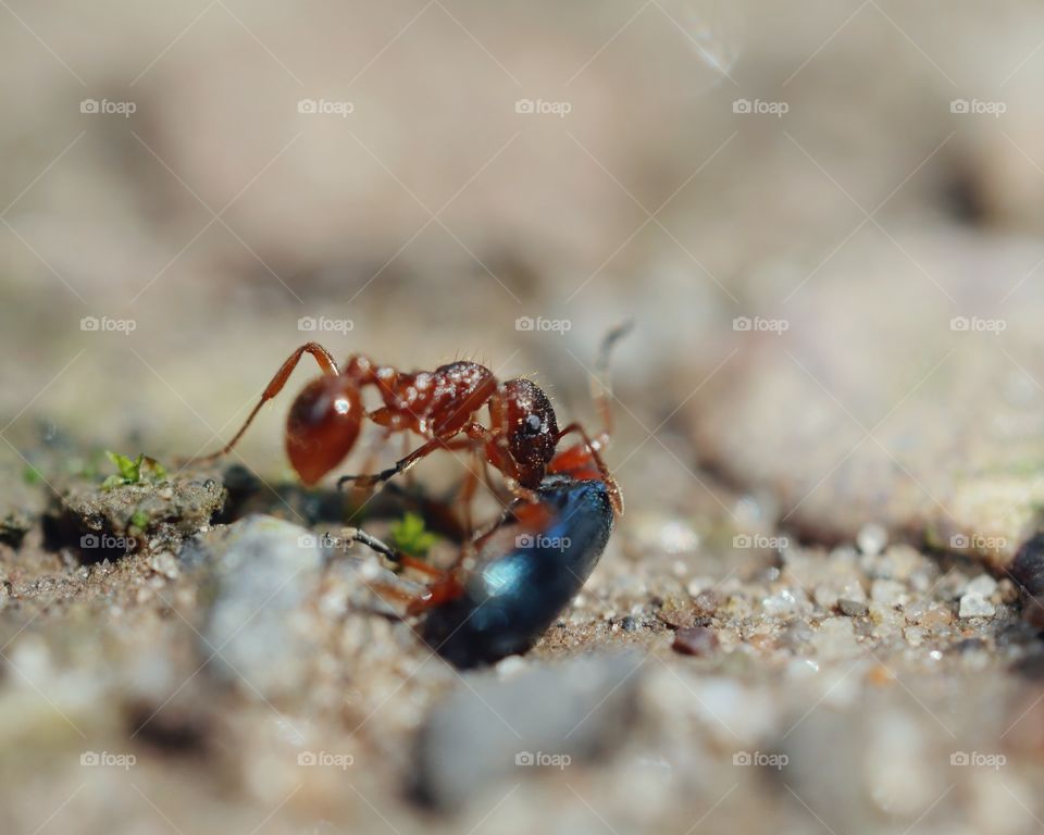 Ant with small beetle