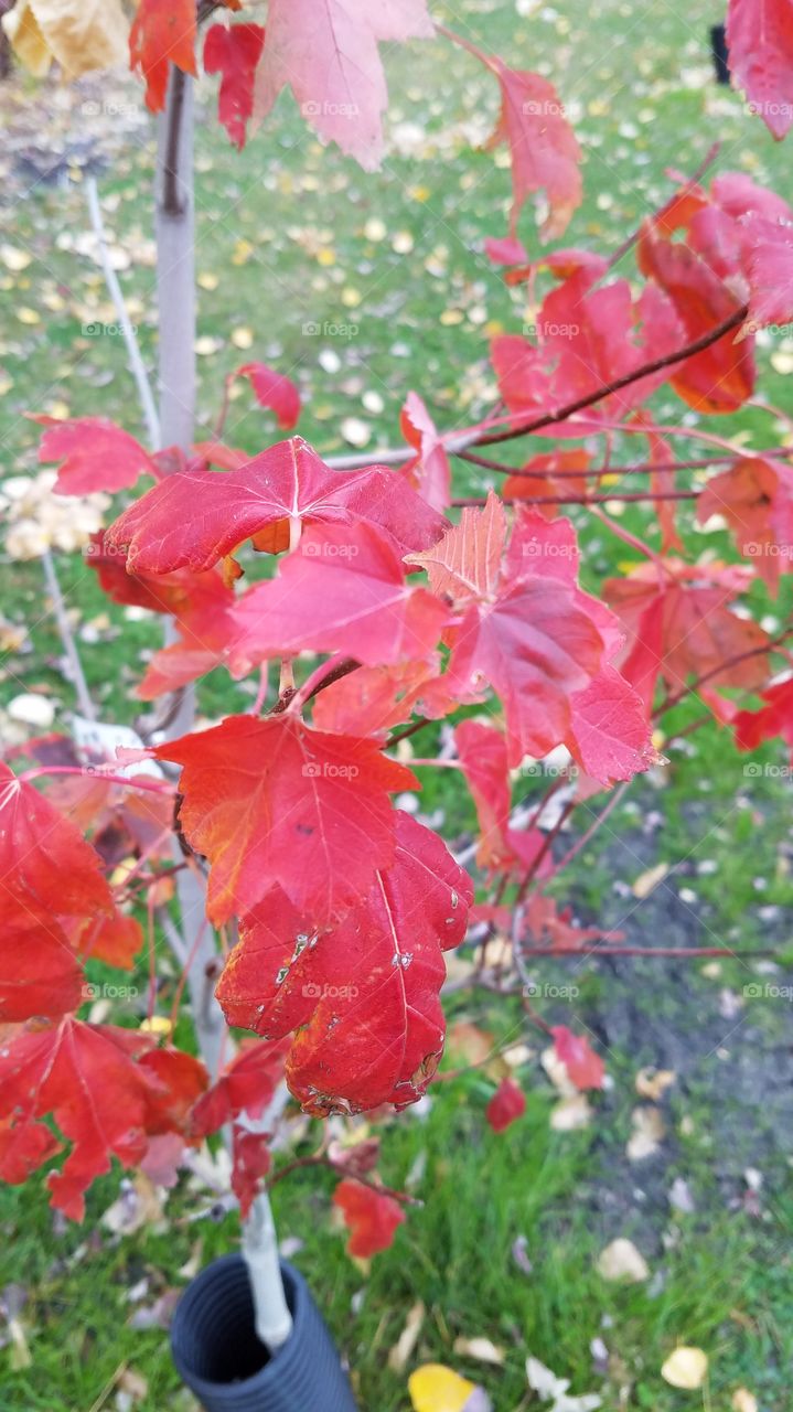 Fall colors