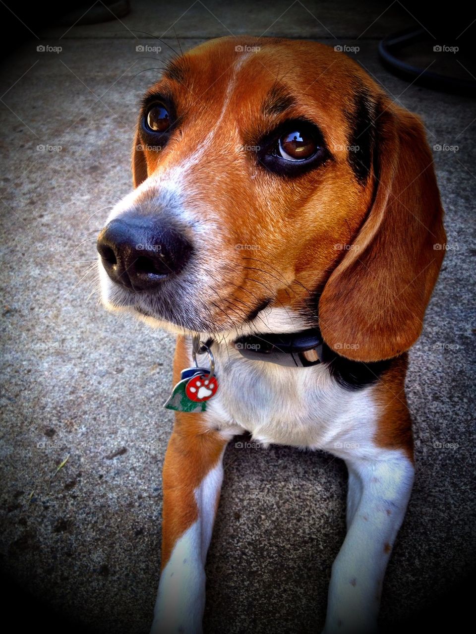 Beagle dog