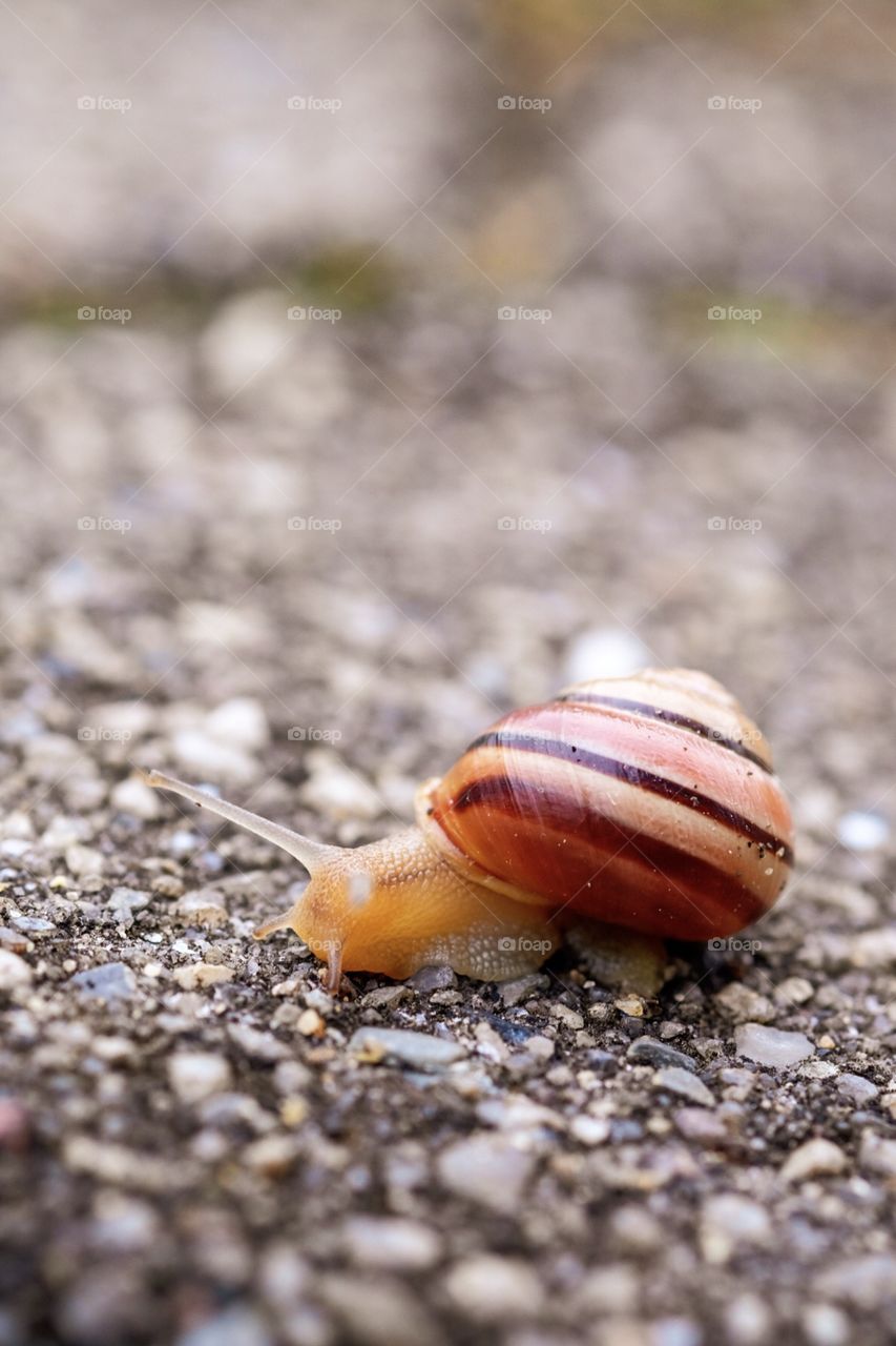 Snail on the move, snail crawling on pavement, snail outside, colorful snails, slowly moving