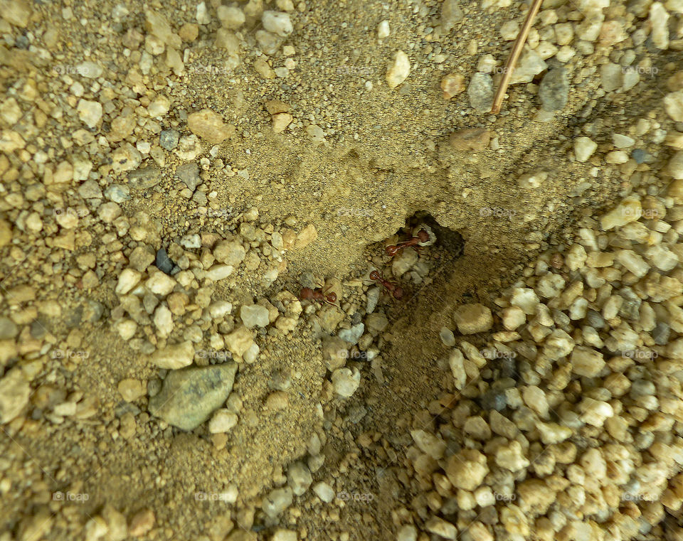 Red ants moving pebbles out of their ant hill