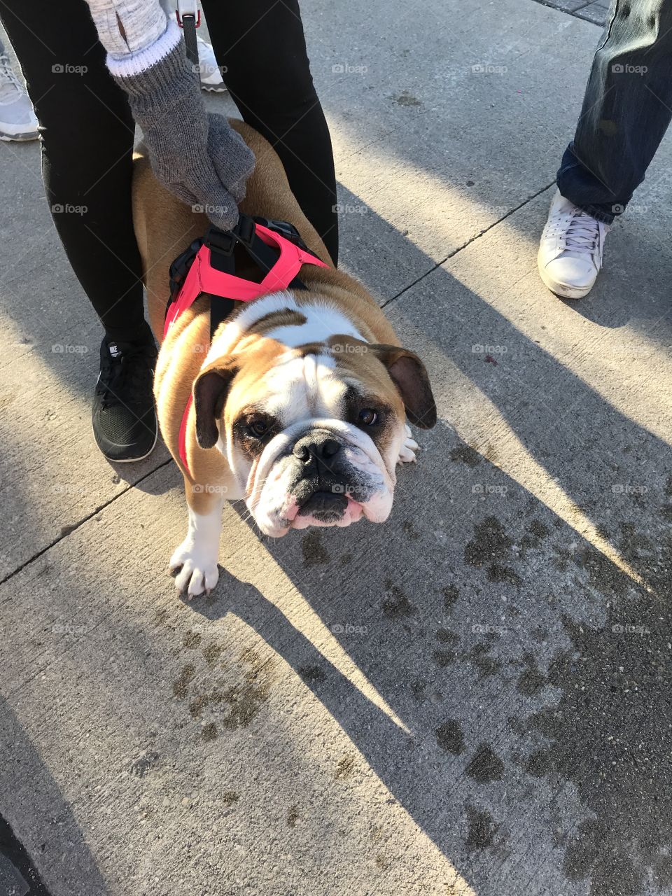 Dog at run for the cure 