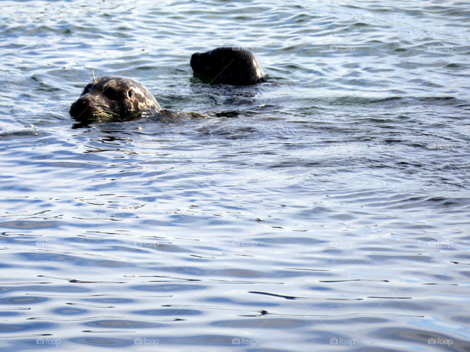 seals in the cold Canadian water