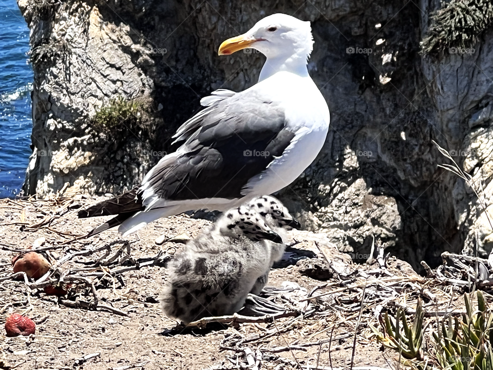A mother Seagull and her two chicks. Mother was a little annoyed because a squirrel kept getting too close to her babies.