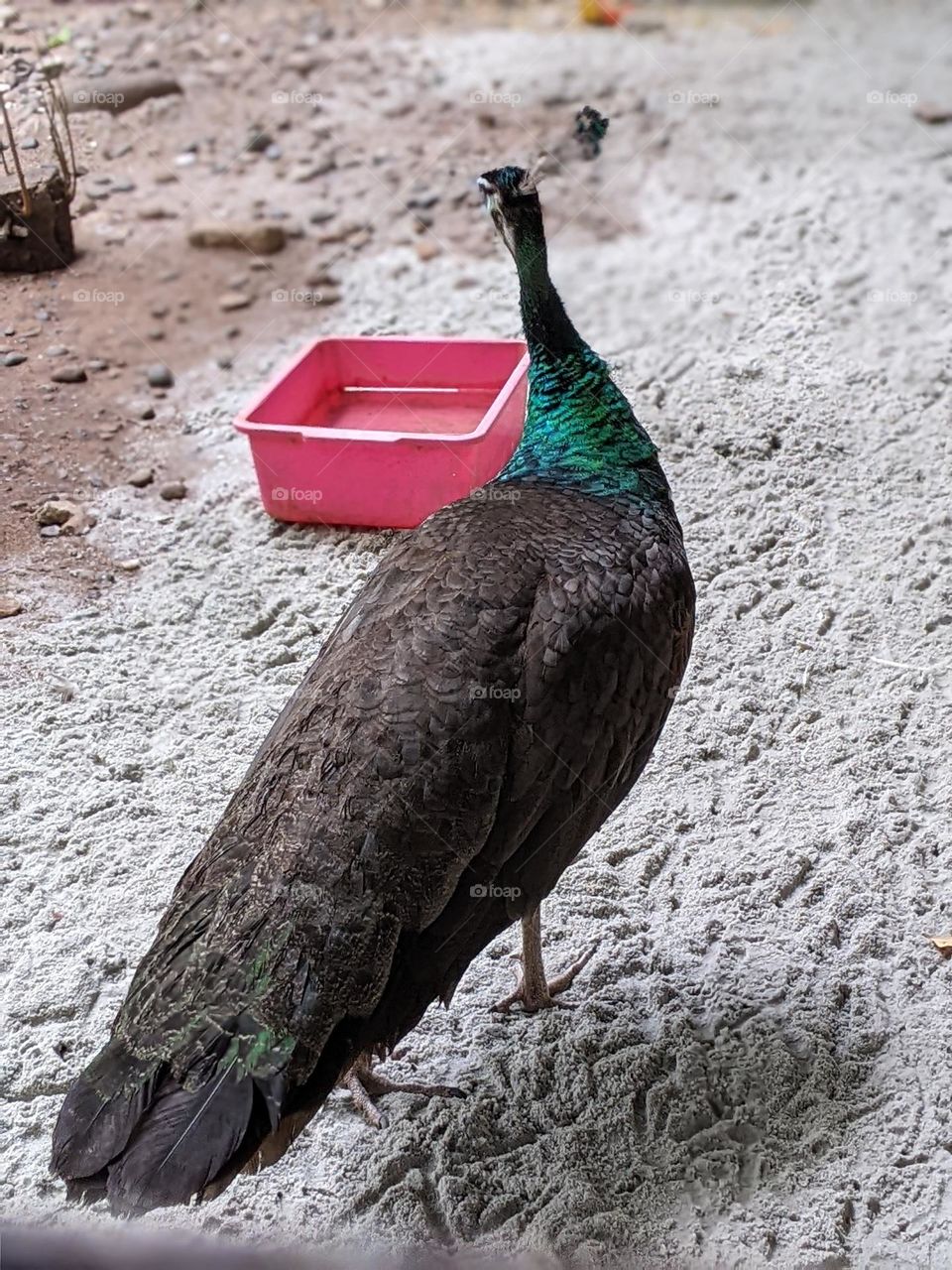 green peacock