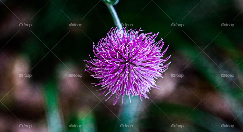 purple flower