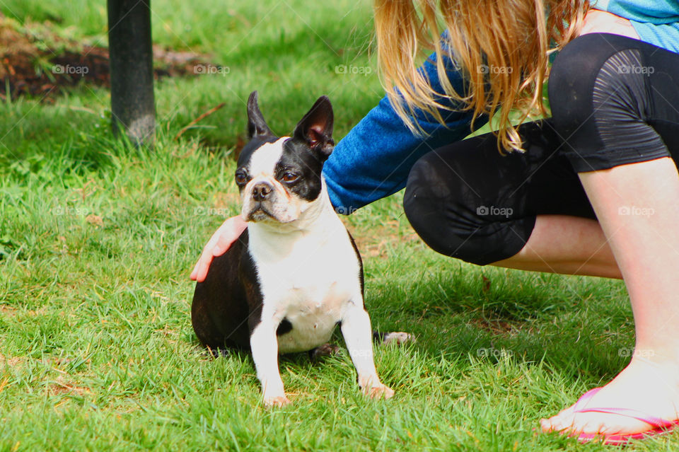 My momma Boston Terrier doesn’t like to run as much as her pup but would rather keep watch, explore the park or cuddle with her humans. 