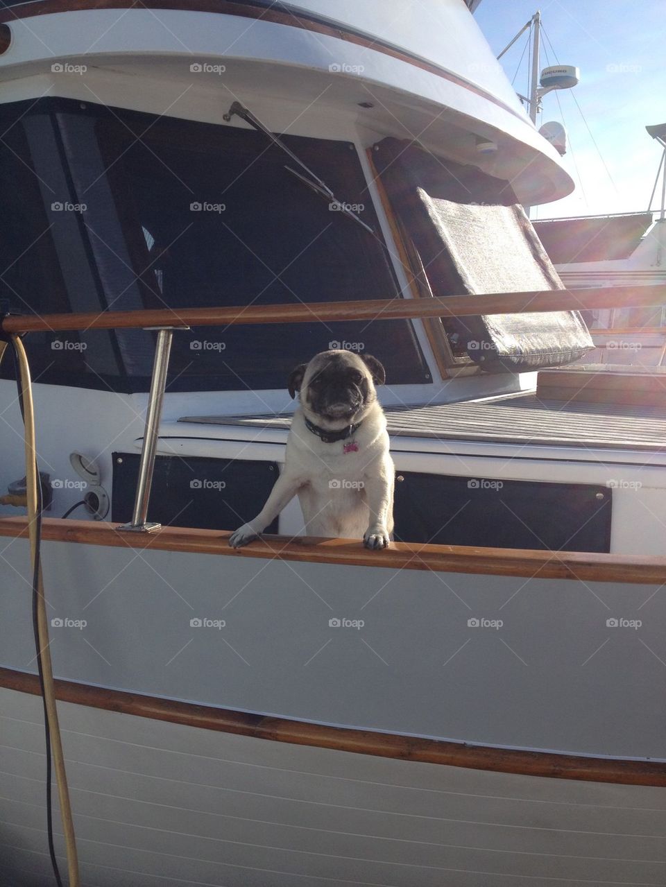 Pug in a boat saying hello