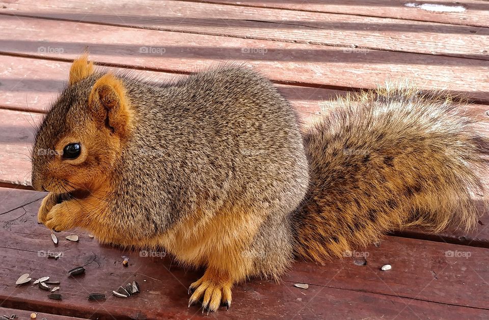 Furry little friend stops by for a gourmet treat.