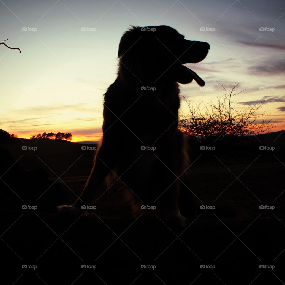 dog in the sunrise