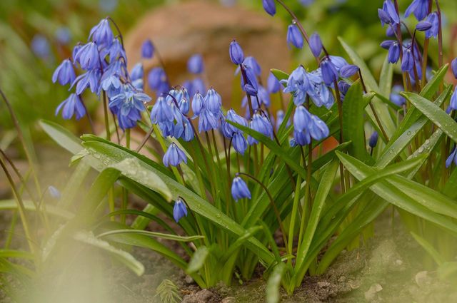 Flowers in the garden.