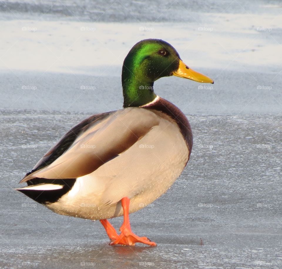 Colorful mallard duck 