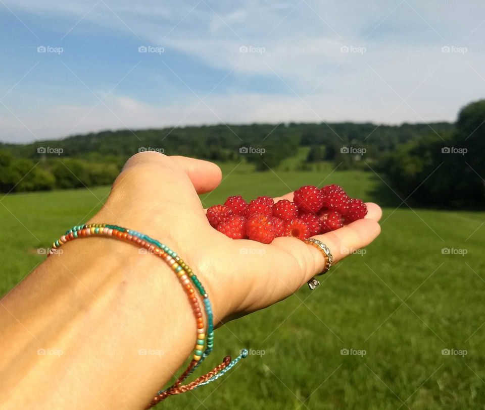 wild raspberries in july