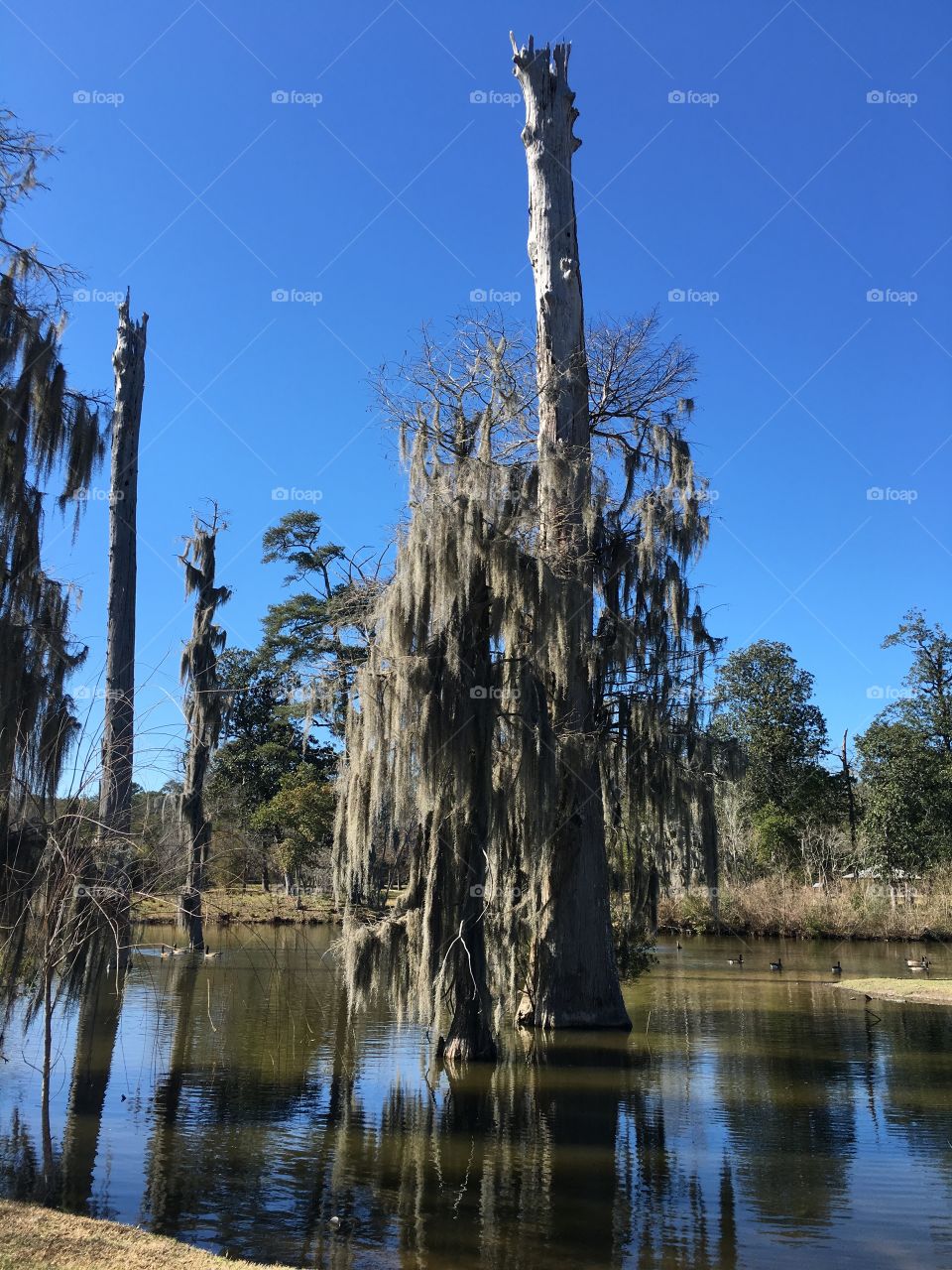 Cypress and Spanish moss