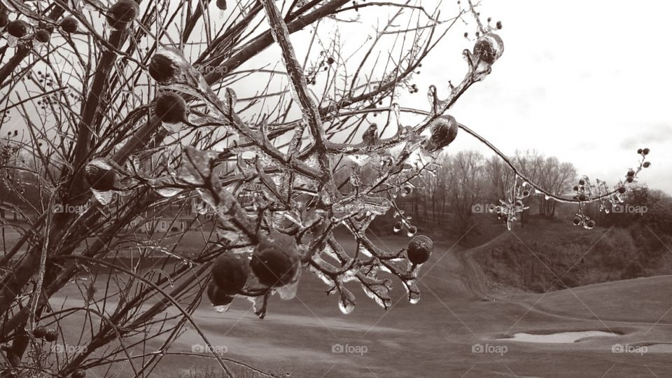 Ice. first frost of the year