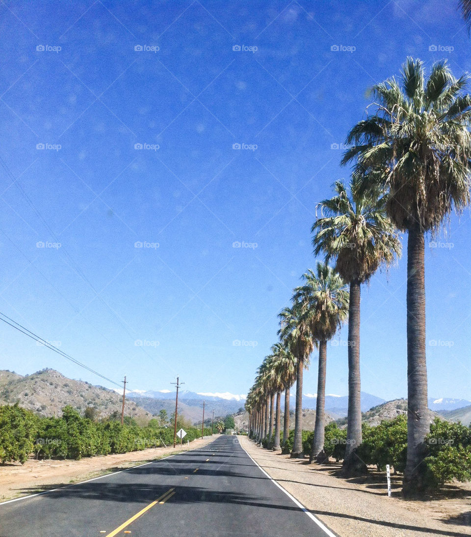Palm lined road