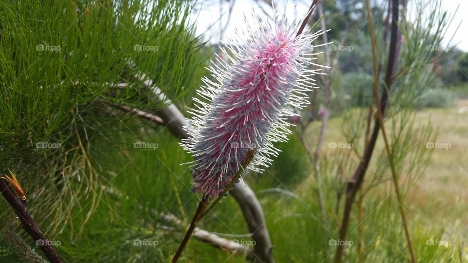 Spikey Aussie Flower