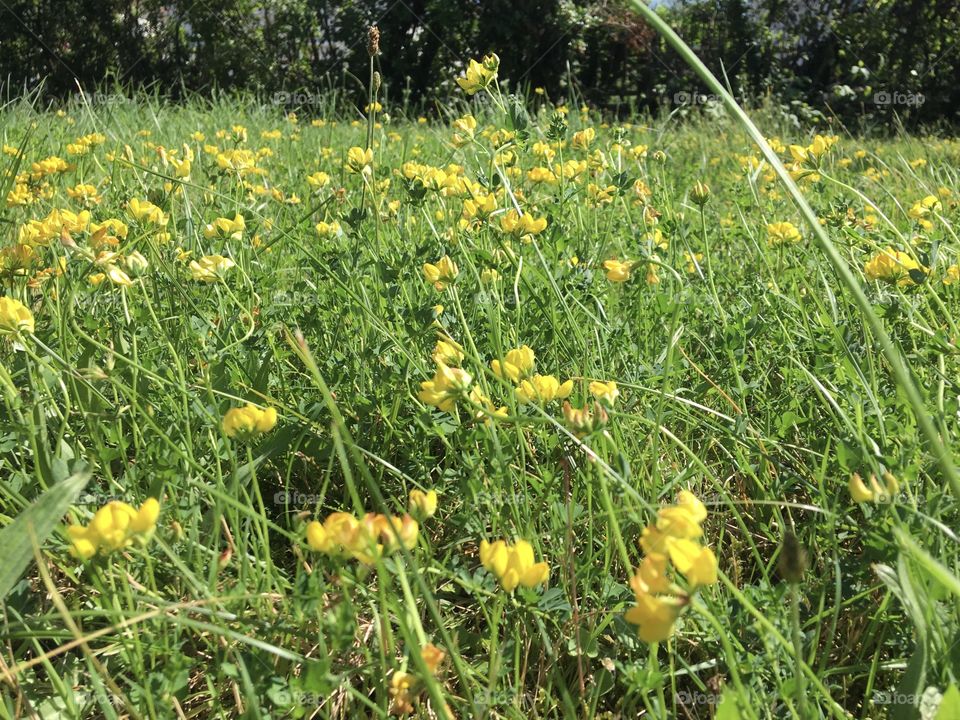 Bright wild flowers from meadow 