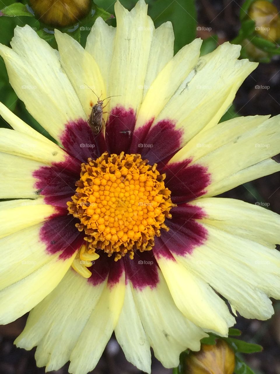 Bug/flower 