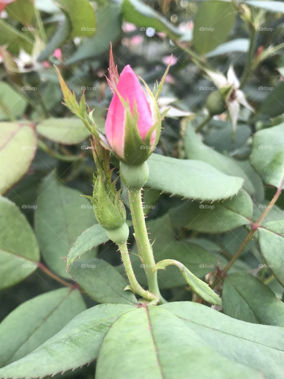 This bud’s for you 