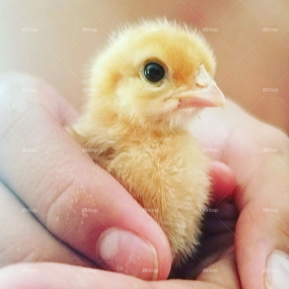 baby chick