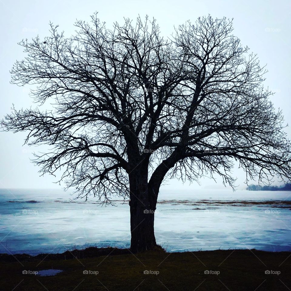 Tree in the winter lake.