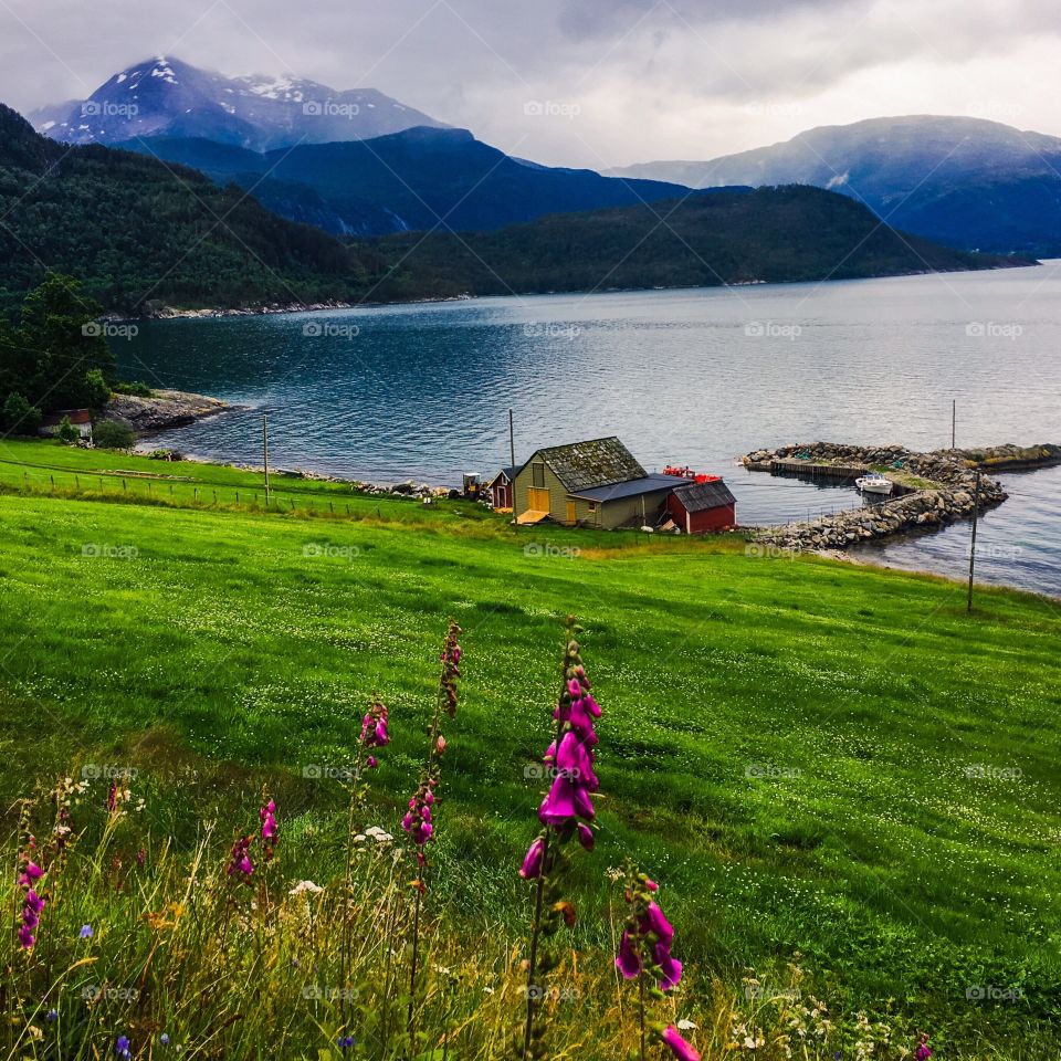 A wet, rainy Norwegian summer. A farm meadow by a fjord and mountains far away.