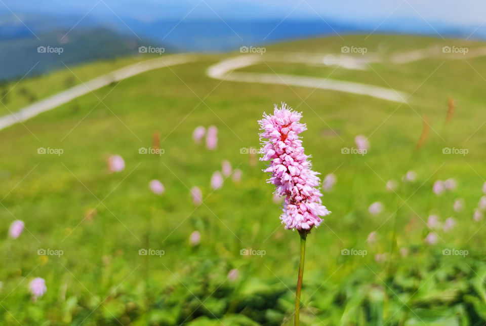 Wild mountain pink flowers