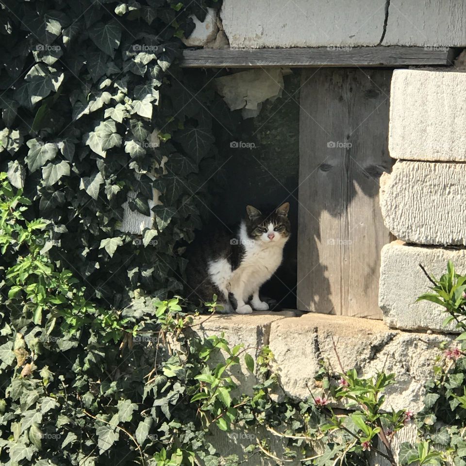 Nature plant and cat