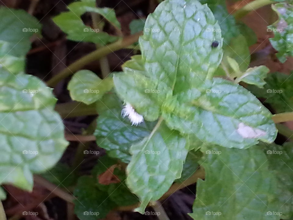fluffy hairy white caterpillar on my mint plant