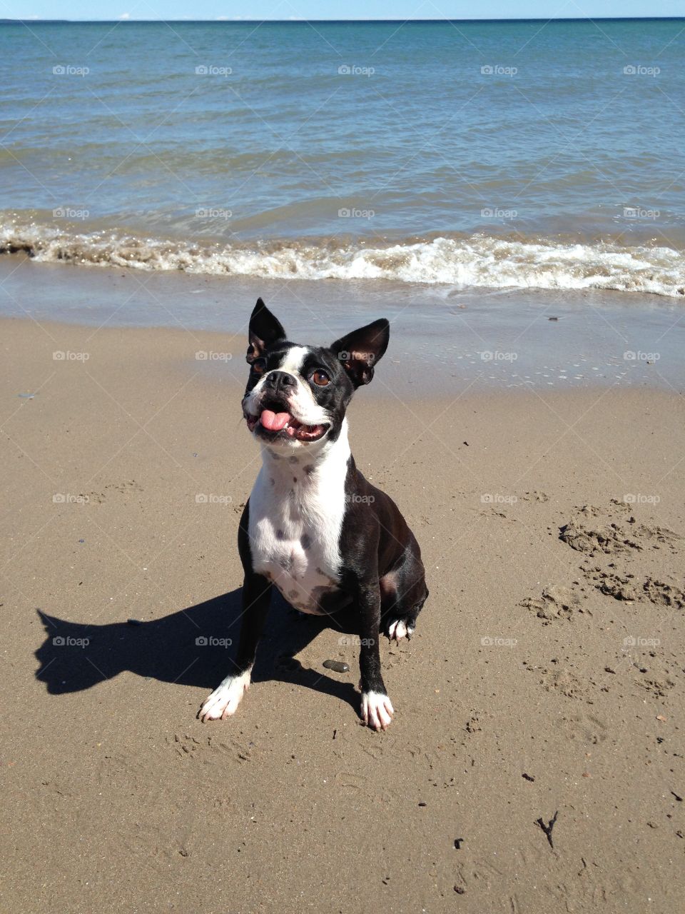 Beach day! Cutest pet in the world!
