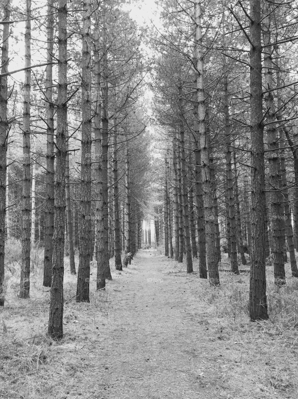 Black and white forest trail