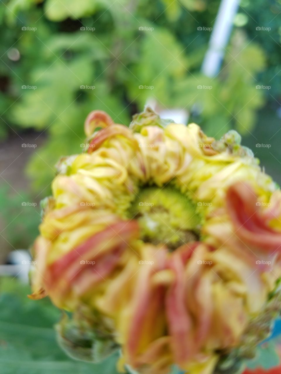 chrysanthemum unfolding