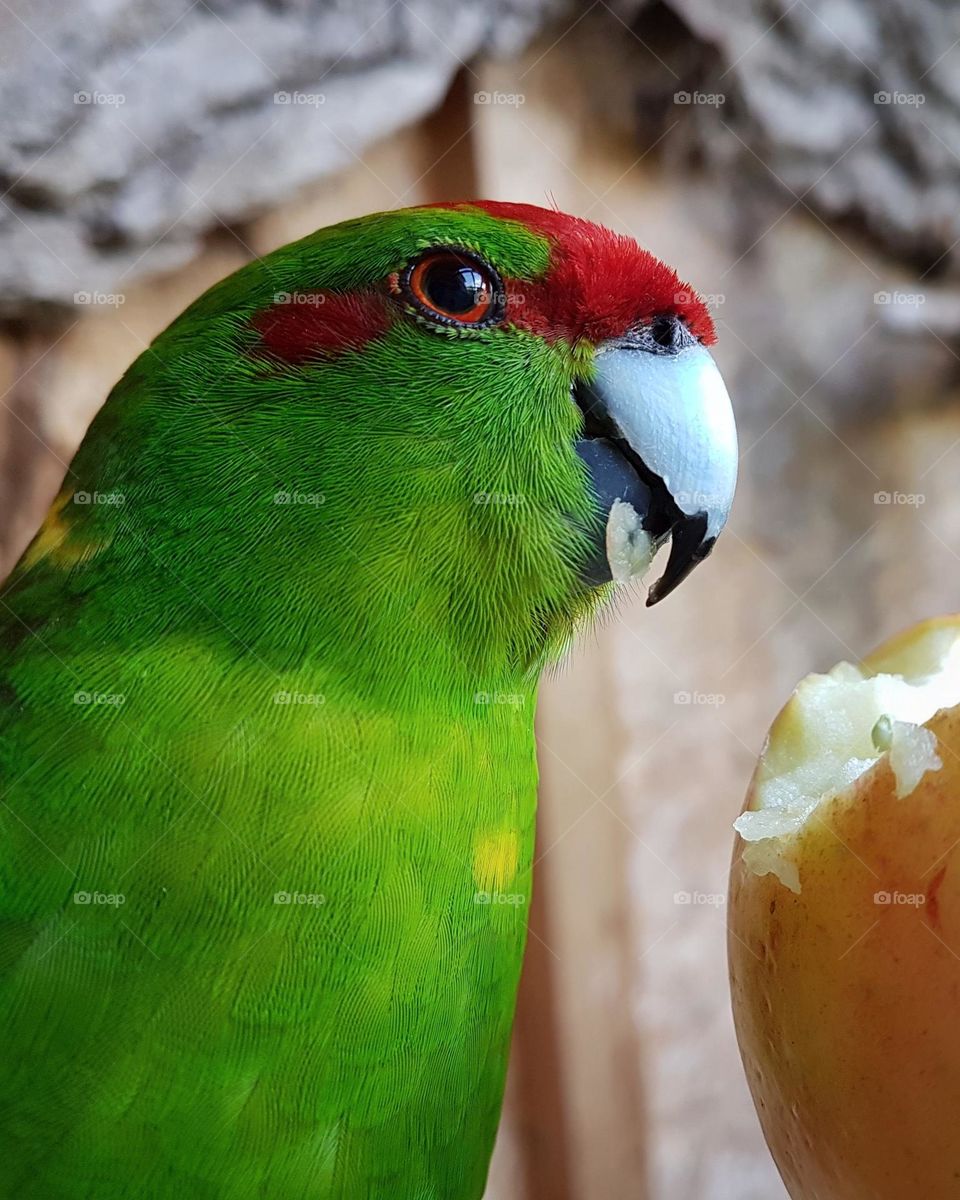 Kakariki parakeet portrait