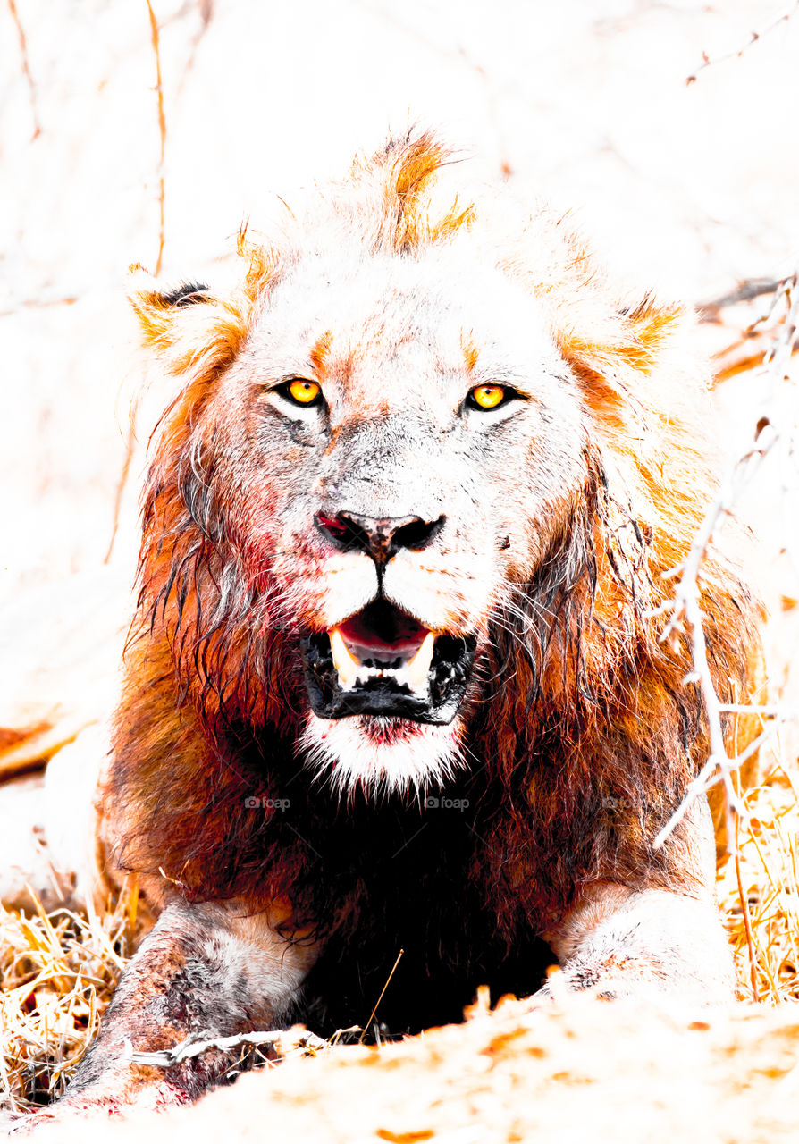 High key abstract lion, soaked in blood near a buffalo kill