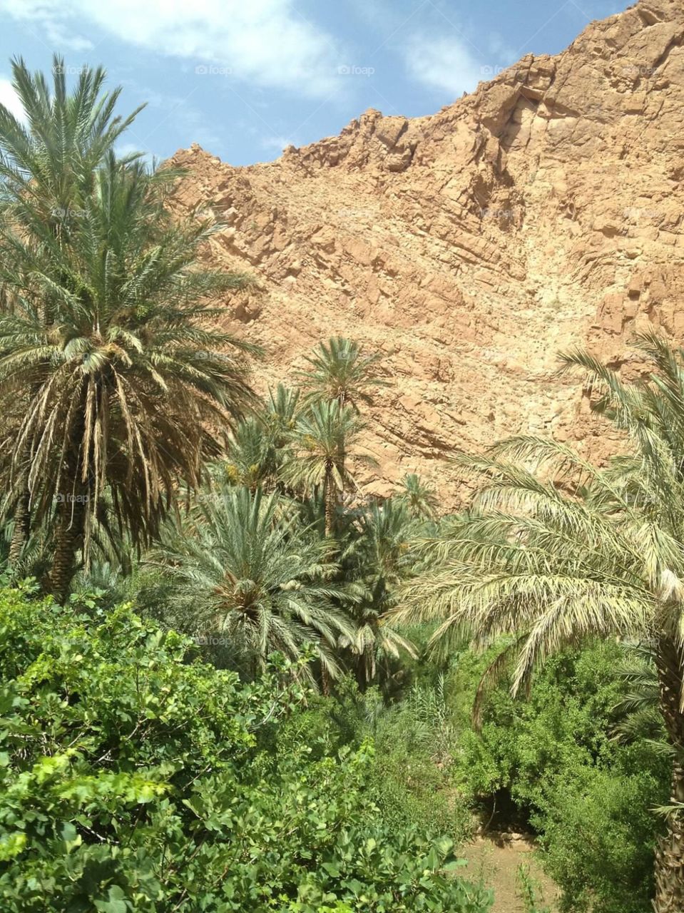 Todra gorge palms