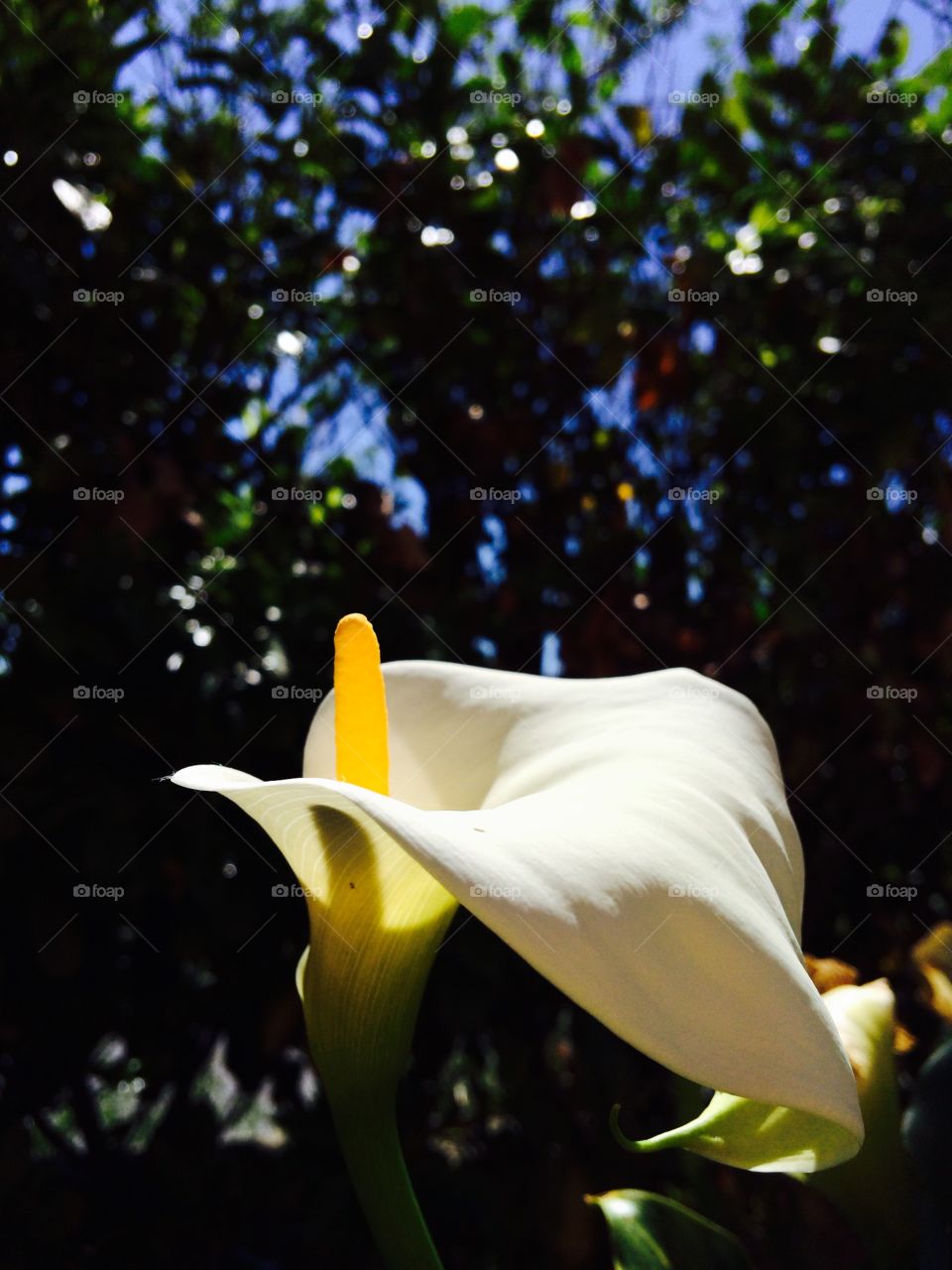 Calla, Arum Lily, flower, blurred background, Sun ray, white flower, 