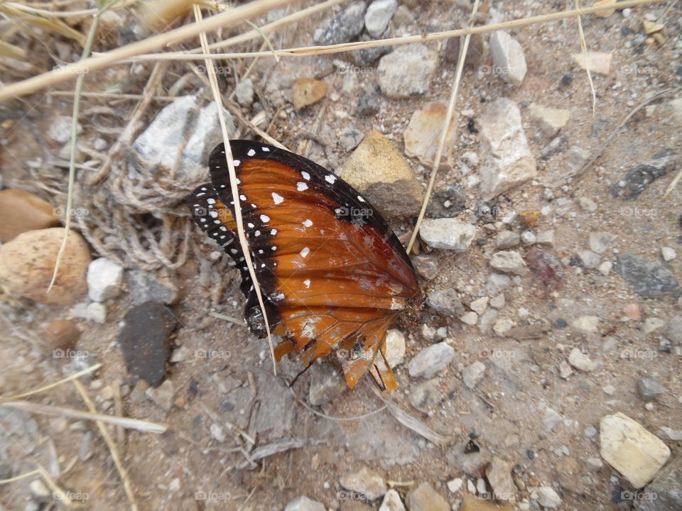poor butterfly. This is a picture of a dead butterfly. 👣 🚶 🏃 🔥 💨