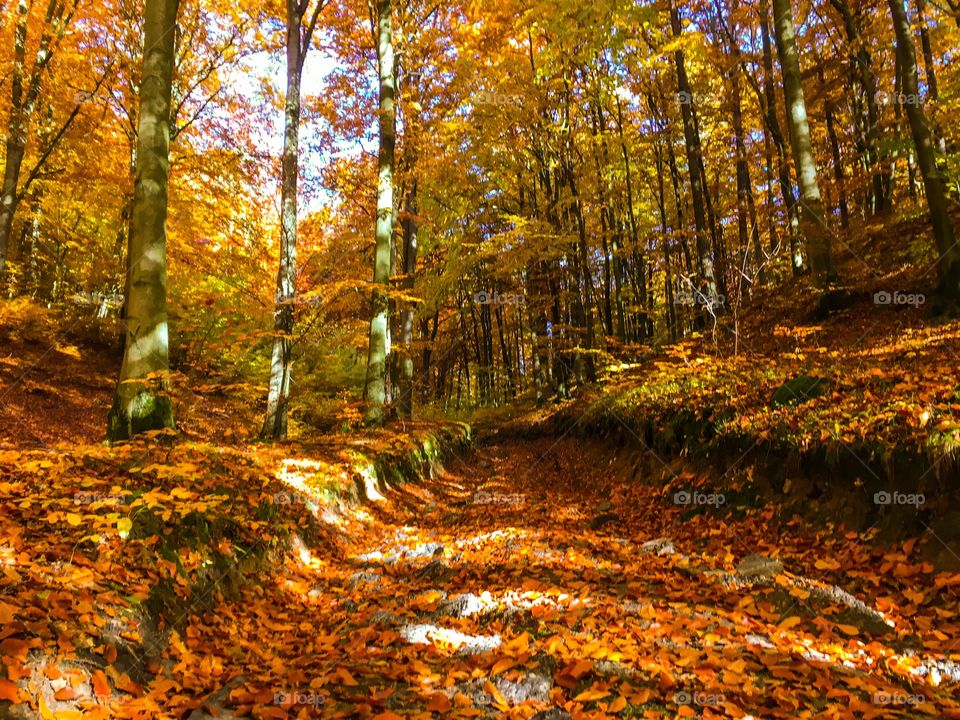 Fall, Leaf, Wood, Tree, Landscape