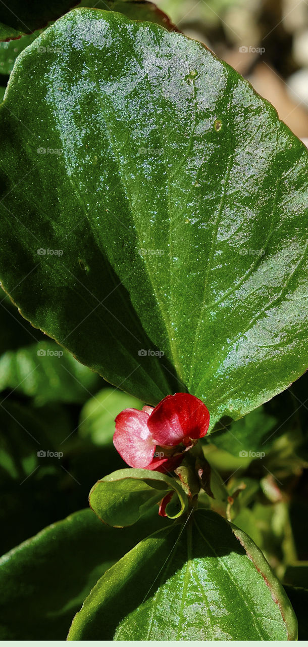Begonia flowers