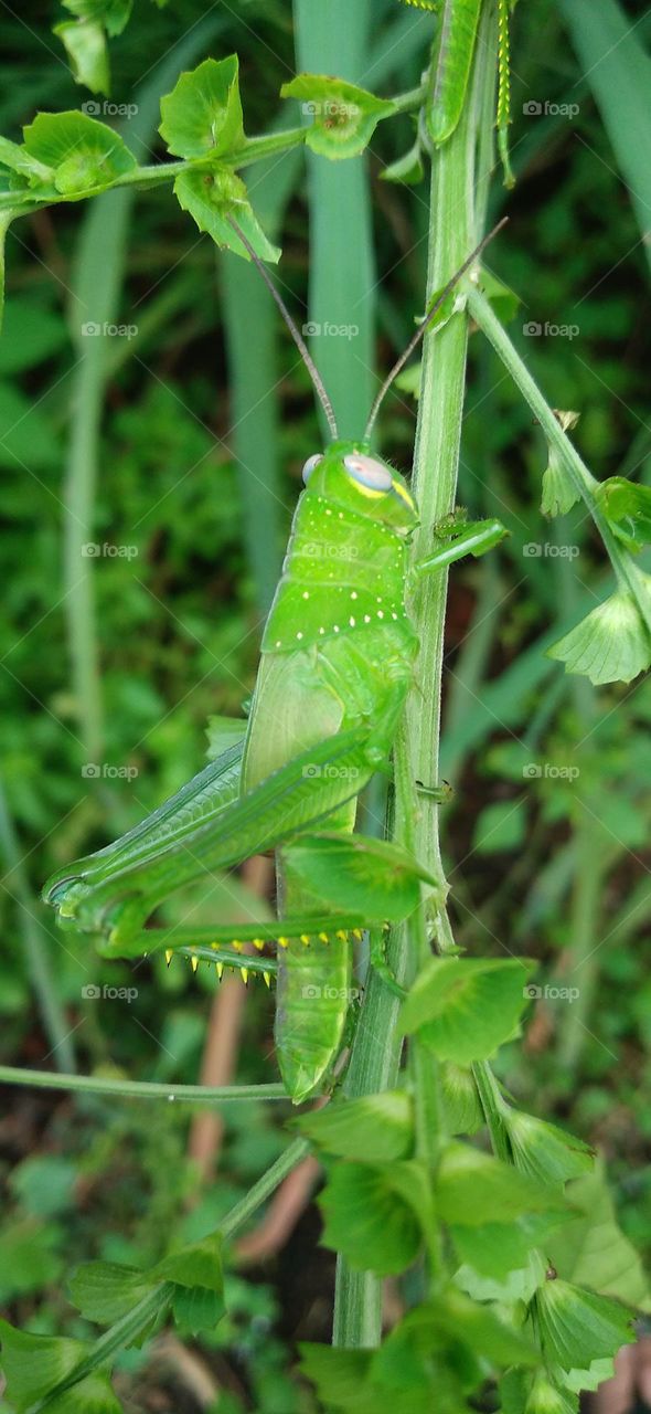 The green steamed locust is a species of steamed locust belonging to the genus Atractomorpha.