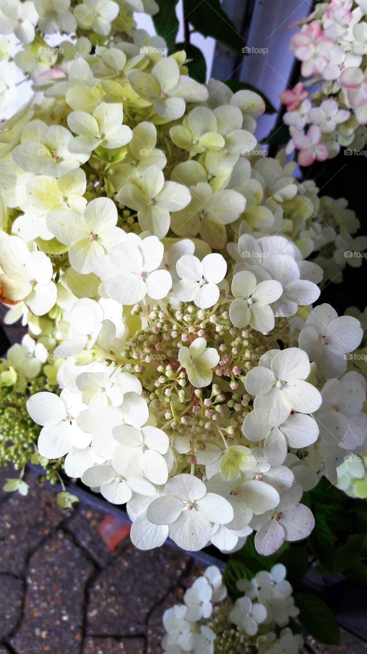 Hydrangea Paniculata