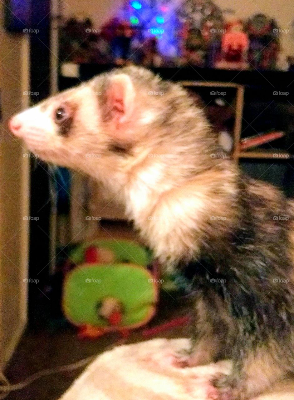 Black and white pet ferret looking forward to a treat