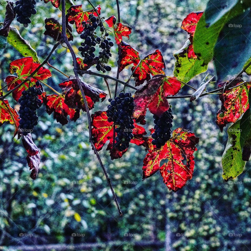 Small culture of grapevine