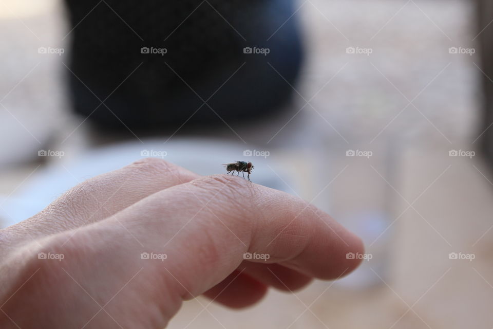 fly on hand