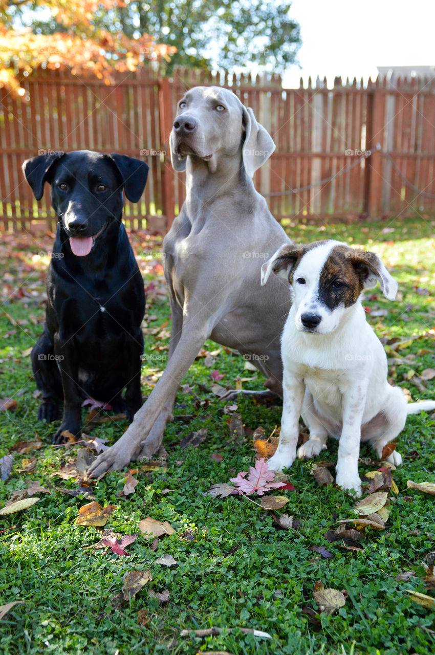 Three dogs sitting together in a row outdoors in the fall